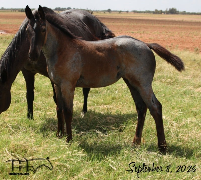 Wyo One Sock's 2026 Blue Roan Filly